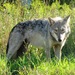 Plains Wolf - Photo (c) Seney Natural History Association, some rights reserved (CC BY-SA)