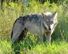 Plains Wolf - Photo (c) Seney Natural History Association, some rights reserved (CC BY-SA)