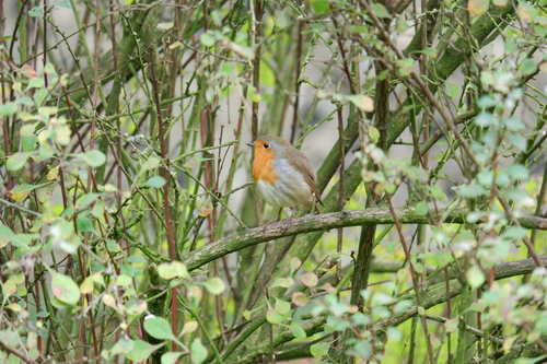 European Robin