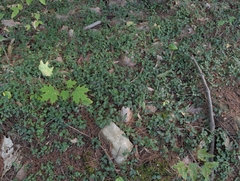 Mitchella repens, photograph (c) Nick Kleinschmidt, some rights reserved (CC BY)