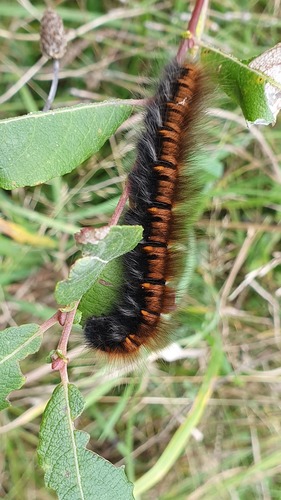 Fox Moth