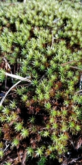 Polytrichum piliferum