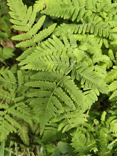 Gymnocarpium dryopteris