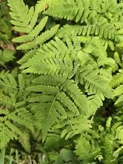 Gymnocarpium dryopteris