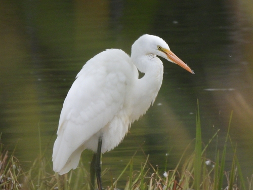 Great Egret
