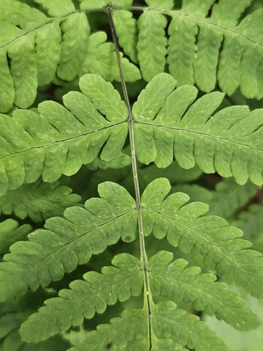 Gymnocarpium dryopteris, photograph 2
