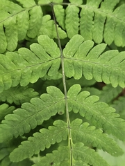Gymnocarpium dryopteris, photograph (c) Helen Waterman, some rights reserved (CC BY)
