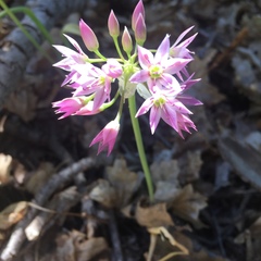 Allium bisceptrum
