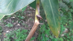 Metaprodioctes formosanus