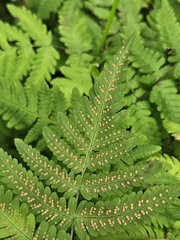 Gymnocarpium dryopteris, photograph (c) Helen Waterman, some rights reserved (CC BY)