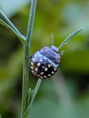 Southern Green Stink Bug