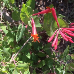Lonicera arizonica