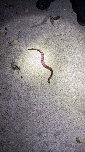 Taiwan mountain pitviper