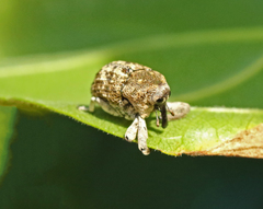 Eutyrhinus meditabundus