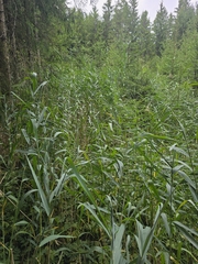 Phragmites australis, photograph (c) David Sandler, some rights reserved (CC BY)