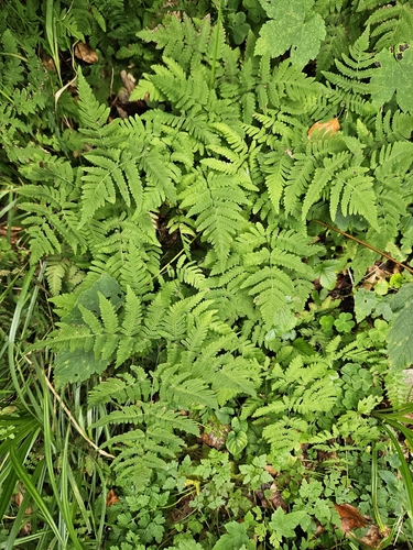 Gymnocarpium dryopteris, photograph 4