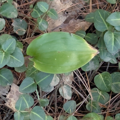 Maianthemum canadense, photograph 5