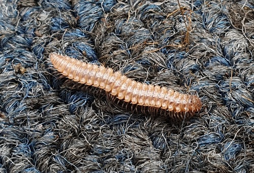 False Flat-Backed Millipede