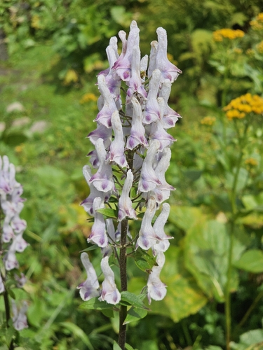 Aconitum orientale