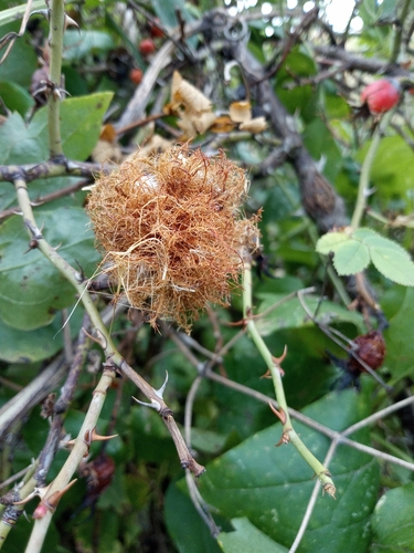 Mossy Rose Gall Wasp
