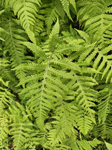 Phegopteris connectilis, photograph 2