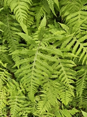 (c) Helen Waterman, some rights reserved (CC BY) Phegopteris connectilis, photograph (c) Helen Waterman, some rights reserved (CC BY)