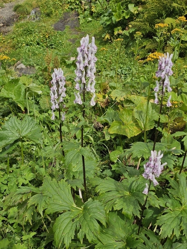 Aconitum orientale, photograph 2