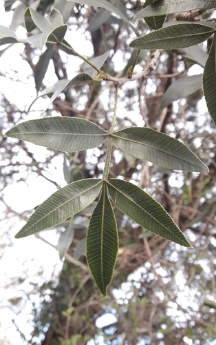 Lithraea molleoides