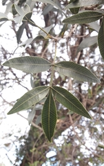Lithraea molleoides