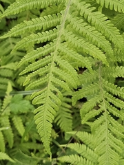 (c) Helen Waterman, some rights reserved (CC BY) Phegopteris connectilis, photograph (c) Helen Waterman, some rights reserved (CC BY)