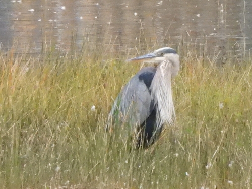 Great Blue Heron