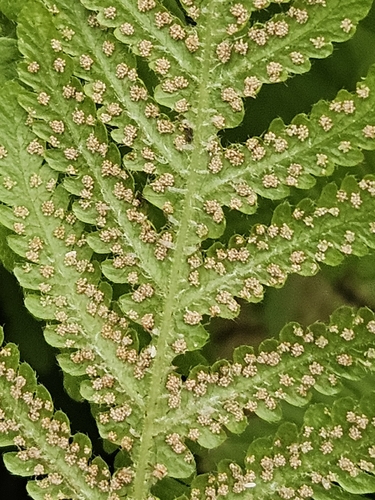 Phegopteris connectilis, photograph 4