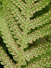 (c) Helen Waterman, some rights reserved (CC BY) Phegopteris connectilis, photograph (c) Helen Waterman, some rights reserved (CC BY)