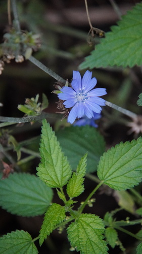 chicory