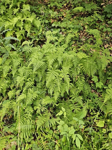 Phegopteris connectilis, photograph 5