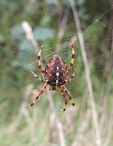 Cross Orbweaver