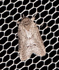 Nycteola polycyma