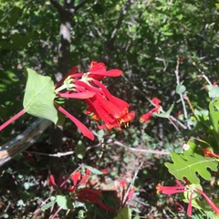 Lonicera arizonica