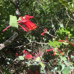 Lonicera arizonica