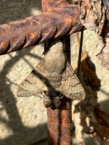 Eurasian Hummingbird Hawkmoth
