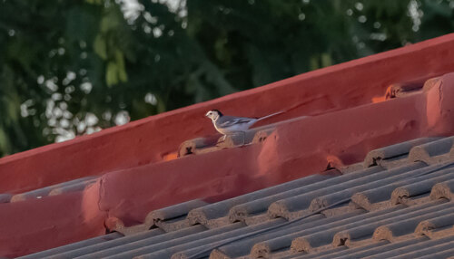 White Wagtail