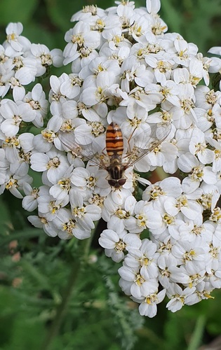 Marmalade Hover Fly