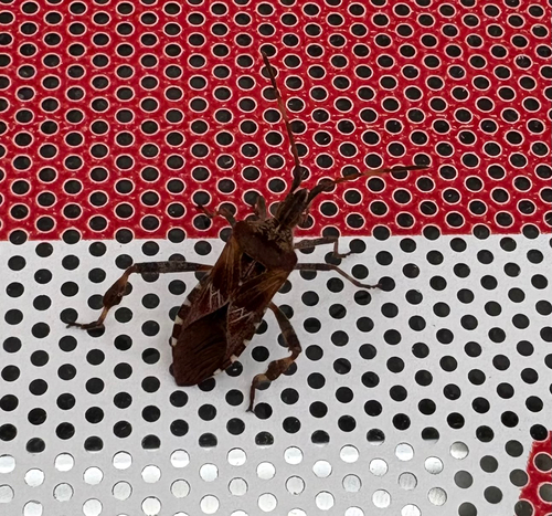 Western Conifer Seed Bug