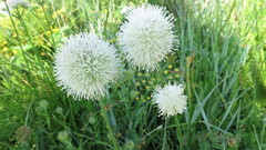 Allium leucocephalum