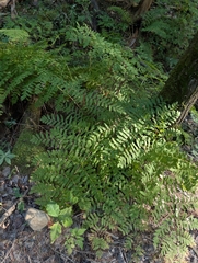(c) Nick Kleinschmidt, some rights reserved (CC BY) Osmunda spectabilis, photograph (c) Nick Kleinschmidt, some rights reserved (CC BY)