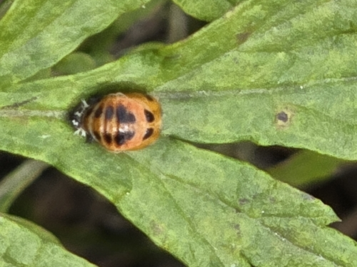 Asian Lady Beetle