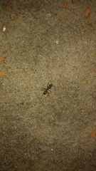 Formicidae