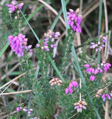 Erica cinerea, photograph (c) ikelman, some rights reserved (CC BY)