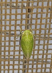 Hamana
