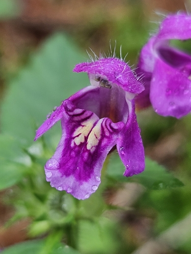 Galeopsis pubescens, photograph 2